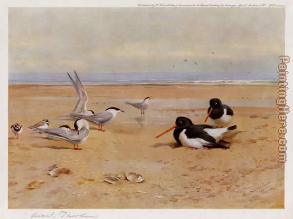 Archibald Thorburn Oyster Catchers Terns and Ringed Plovers